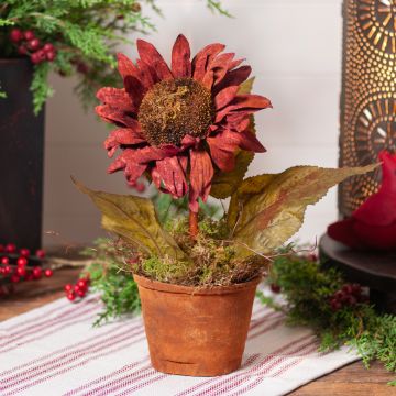 Large Potted Burgundy Sunflower